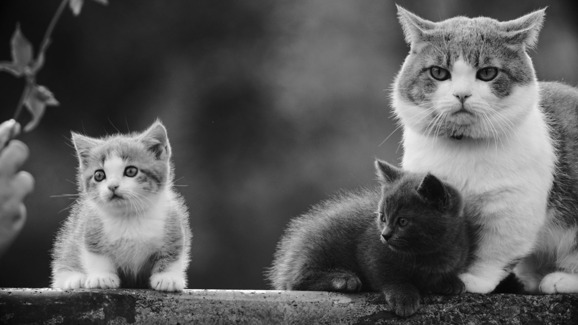 Black and white HD desktop wallpaper of a cat with two kittens, capturing the charm of baby animals in monochrome.