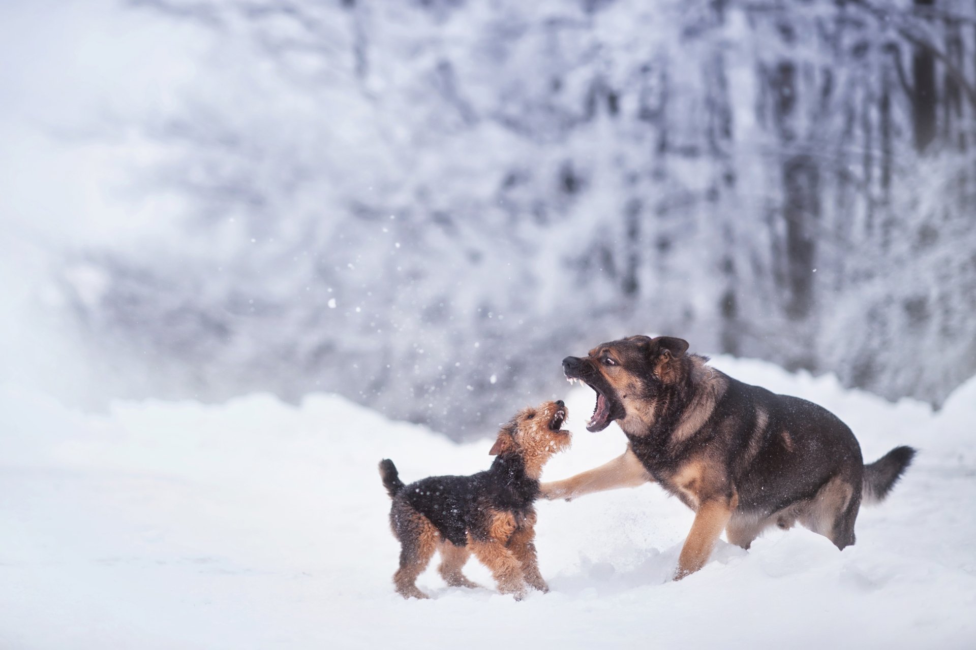 Two dogs playing joyfully in a snowy winter landscape, captured in stunning 4K Ultra HD for a vibrant PC desktop wallpaper.
