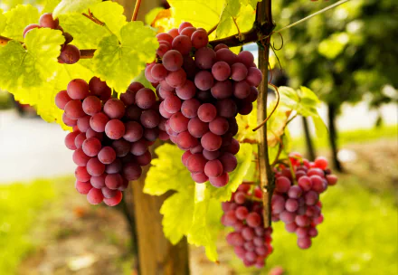 fruit vine food grapes HD Desktop Wallpaper | Background Image