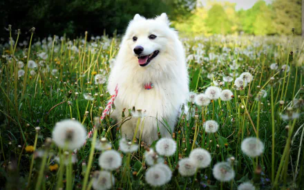  Spitz in Dandelion Field