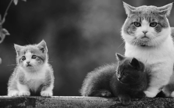 Black and white HD desktop wallpaper of a cat with two kittens, capturing the charm of baby animals in monochrome.