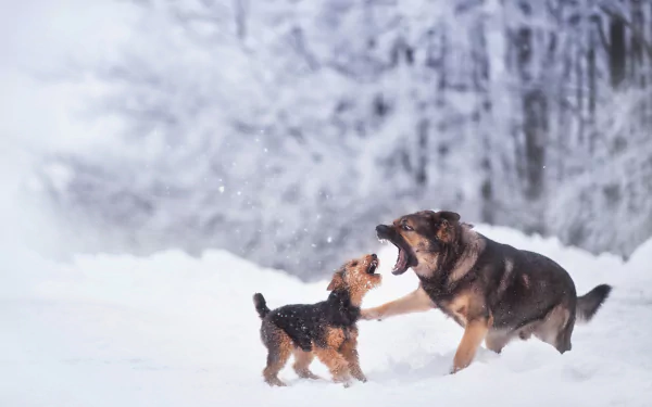 Two dogs playing joyfully in a snowy winter landscape, captured in stunning 4K Ultra HD for a vibrant PC desktop wallpaper.