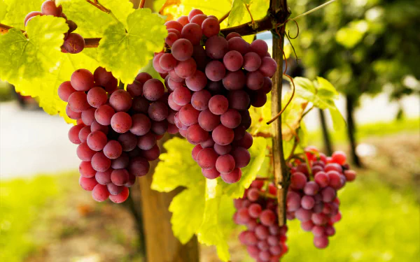 fruit vine food grapes HD Desktop Wallpaper | Background Image