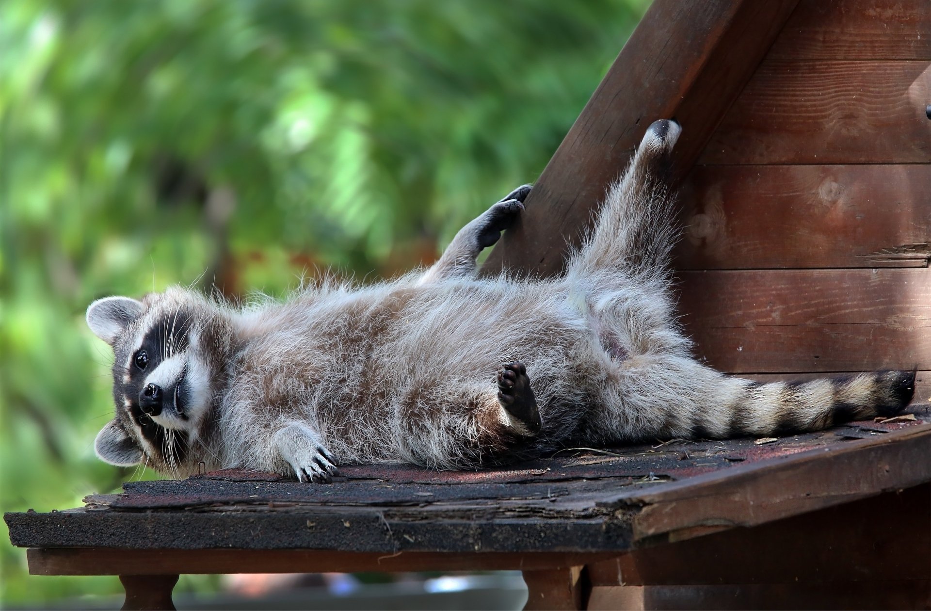 Download Animal Raccoon HD Wallpaper