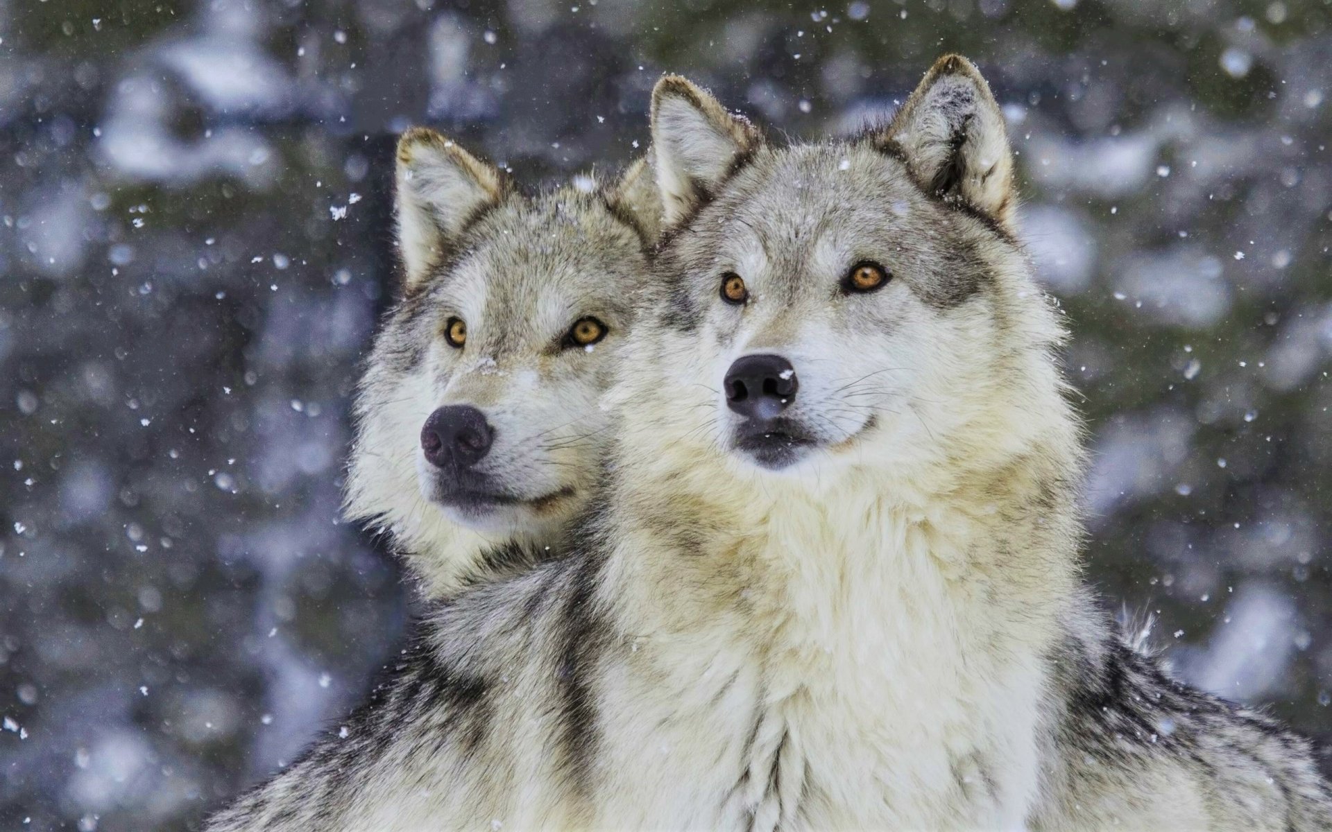 Красивый волк. Волк зимой. Два волка. Волк на заставку.