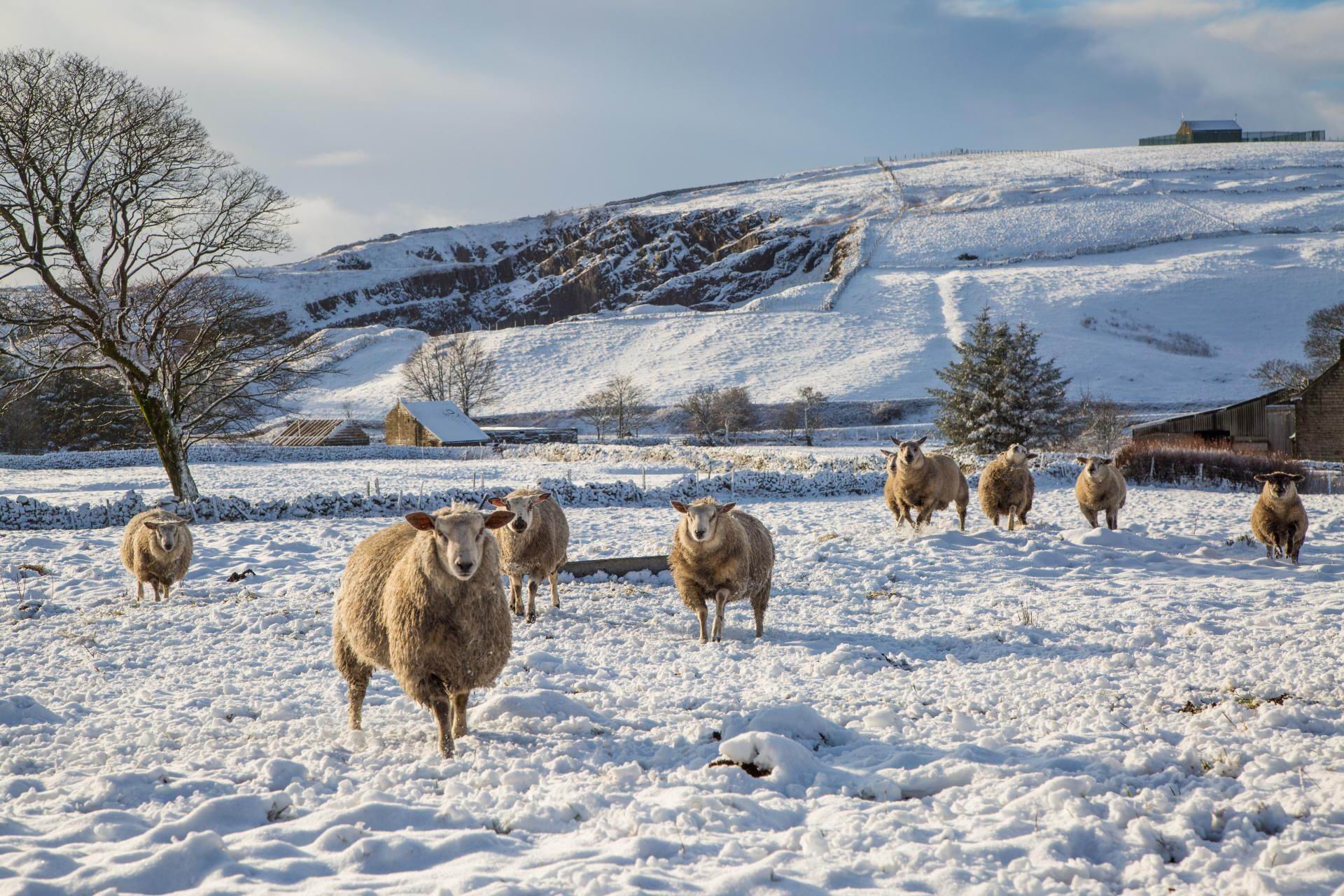 Sheep in the Snow by George Hodan