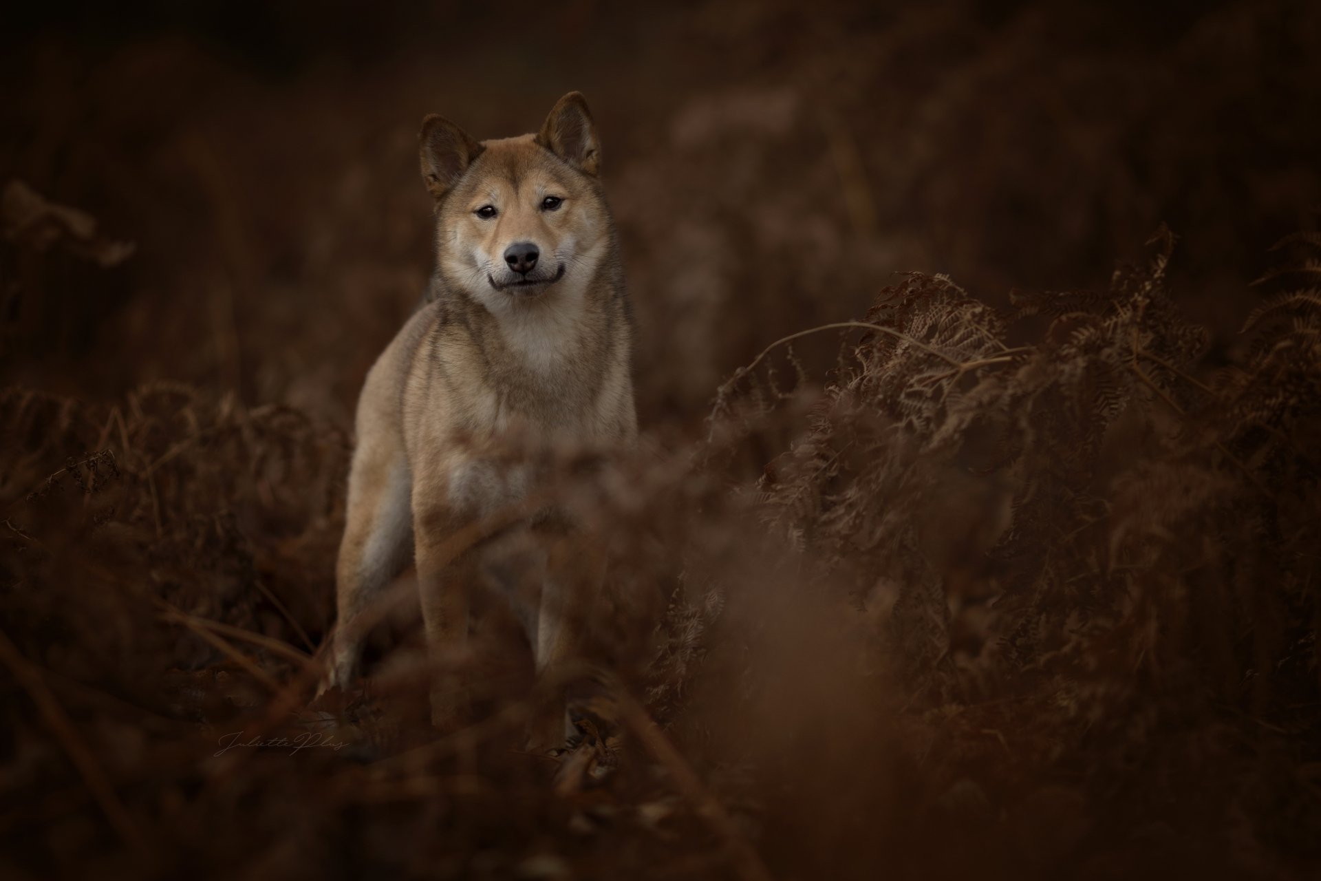 A dog stares intently through dense ferns in a dark, moody setting, captured in stunning 4K Ultra HD quality for a PC desktop wallpaper.