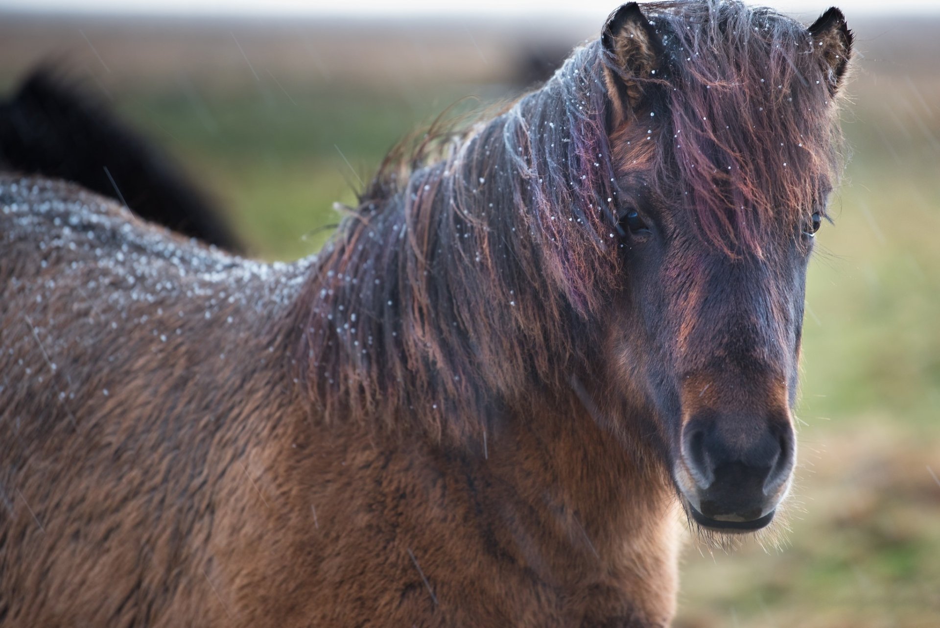 HD desktop wallpaper showing a close-up of a horse with water droplets on its coat, captured with a shallow depth of field to highlight the animal's features.