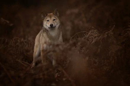 A dog stares intently through dense ferns in a dark, moody setting, captured in stunning 4K Ultra HD quality for a PC desktop wallpaper.