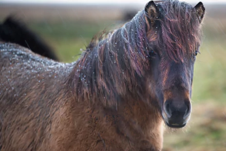 depth of field Animal horse HD Desktop Wallpaper | Background Image