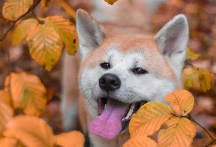 fall dog Animal akita HD Desktop Wallpaper | Background Image