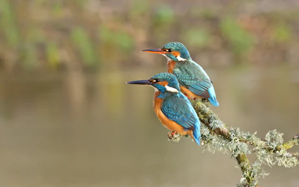 HD desktop wallpaper featuring two vibrant kingfisher birds perched on a mossy branch against a softly blurred natural background.