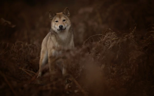A dog stares intently through dense ferns in a dark, moody setting, captured in stunning 4K Ultra HD quality for a PC desktop wallpaper.