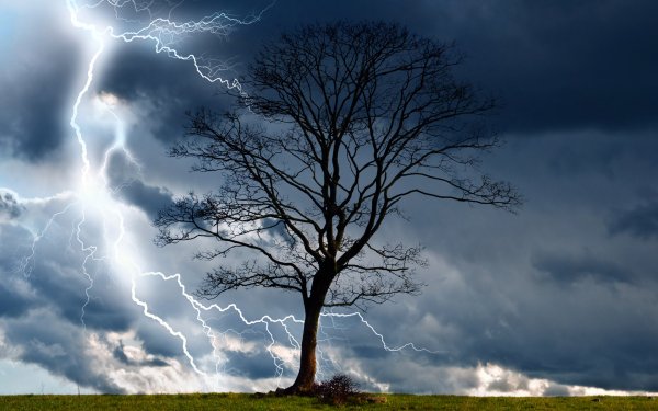 Earth Storm Tree Lightning HD Wallpaper | Background Image