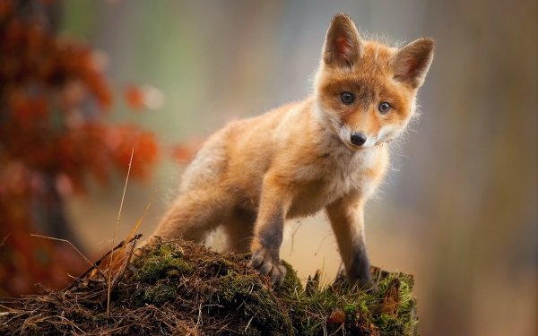 Animal Fox Cute Cub Baby Animal HD Wallpaper | Background Image
