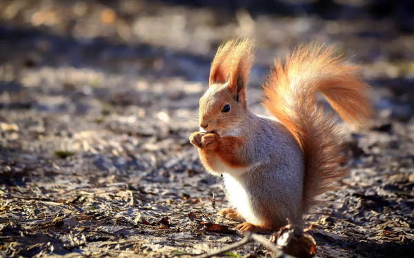 rodent Animal squirrel HD Desktop Wallpaper | Background Image