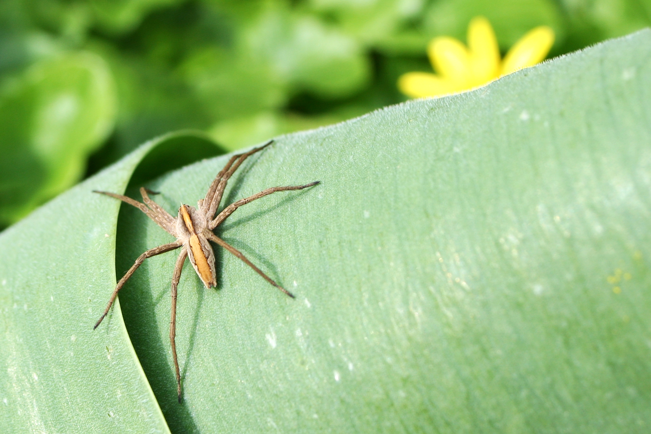 Nursery Web Spider (Pisaura mirabilis) by AngMoKio