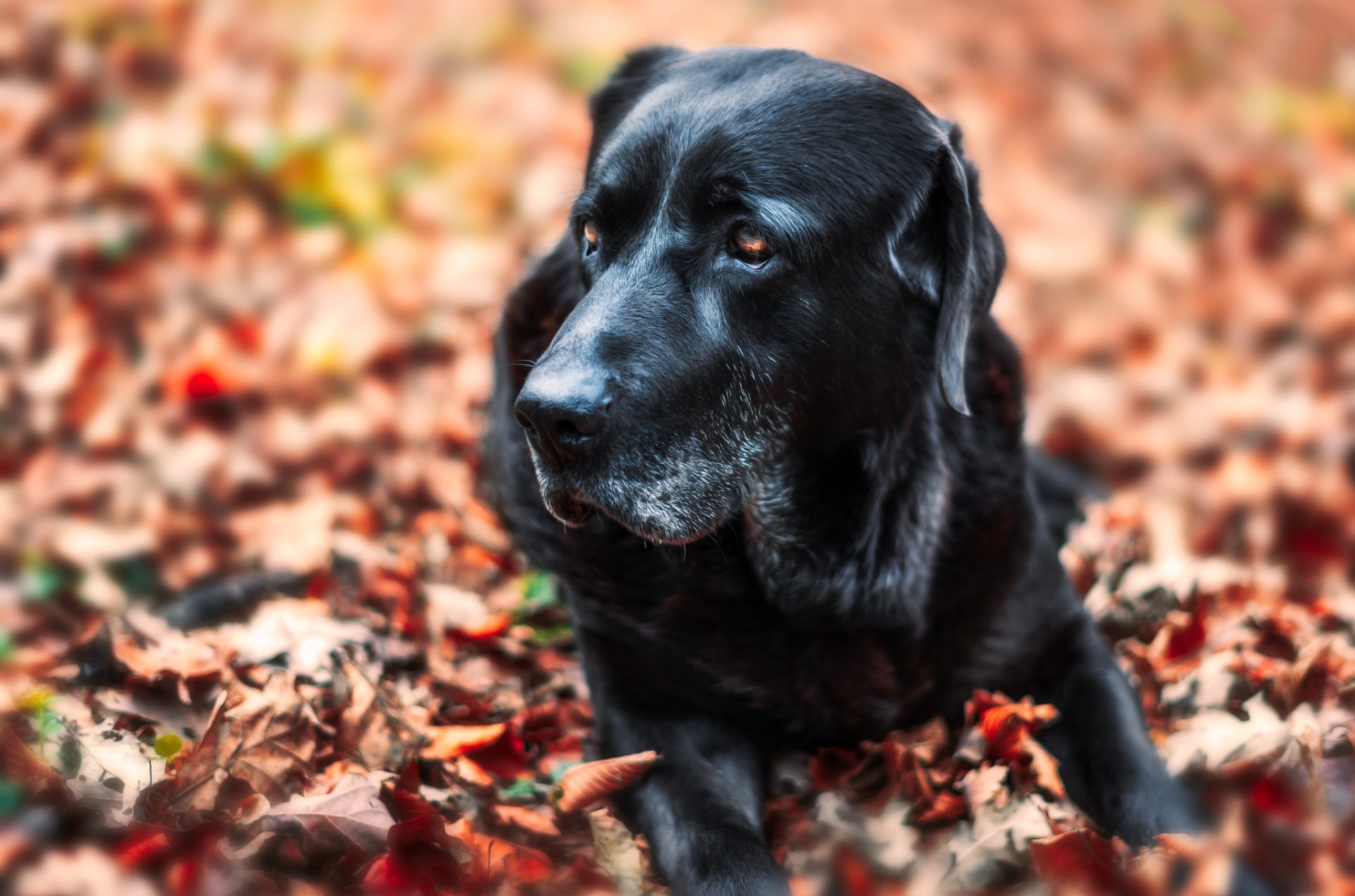 Download Blur Fall Leaf Muzzle Dog Animal Labrador Retriever HD Wallpaper
