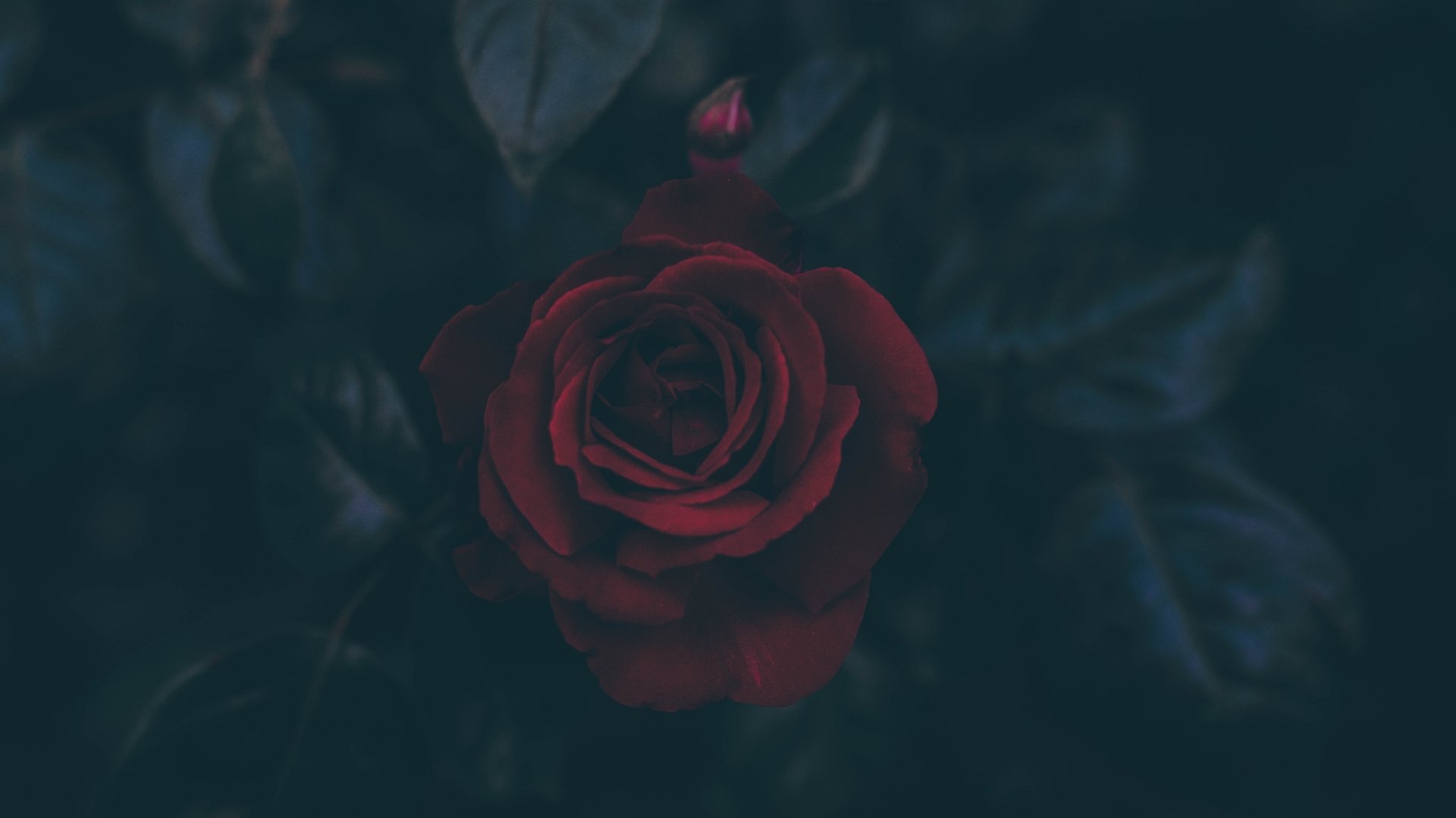 A vivid red rose in full bloom against dark green foliage, captured in stunning 4K Ultra HD for a striking PC desktop wallpaper.