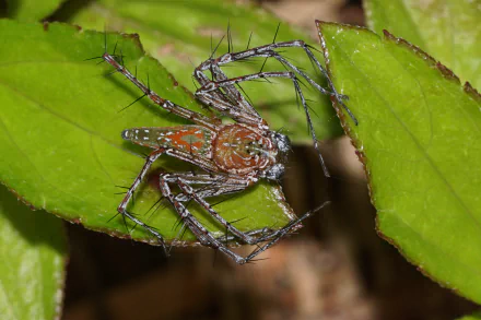  Lynx Spider (Hamadruas species) by Vengolis