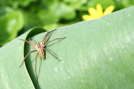  Nursery Web Spider (Pisaura mirabilis) by AngMoKio