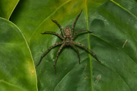  Huntsman spider (Heteropoda venatoria) by Jee &amp; Rani Nature Photography