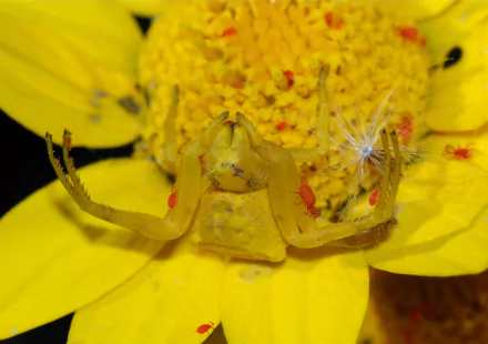  Crab Spider (Thomisus onustus) and Red velvet mites (Trombidiidae) by Alvesgaspar