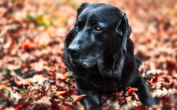 Animal Labrador Dogs Dog Muzzle Leaf Fall Blur HD Wallpaper | Background Image
