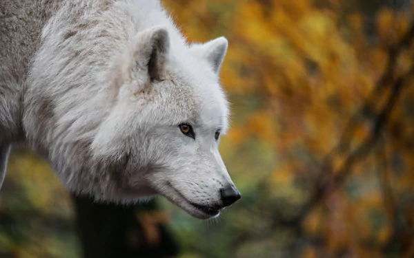white wolf Animal wolf HD Desktop Wallpaper | Background Image