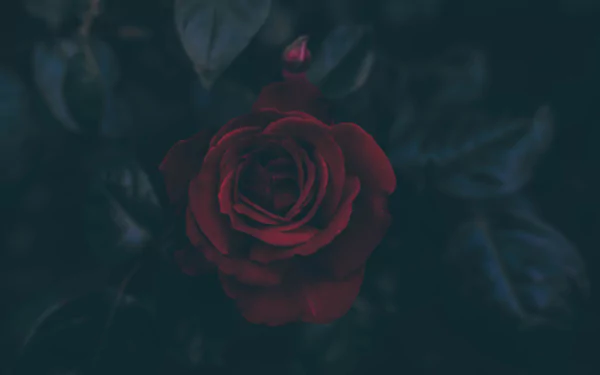 A vivid red rose in full bloom against dark green foliage, captured in stunning 4K Ultra HD for a striking PC desktop wallpaper.