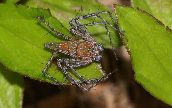  Lynx Spider (Hamadruas species) by Vengolis