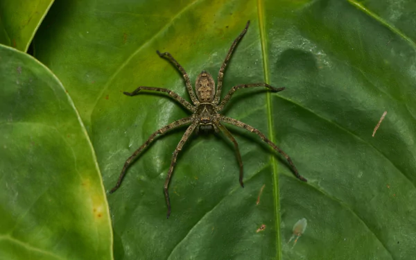  Huntsman spider (Heteropoda venatoria) by Jee &amp; Rani Nature Photography