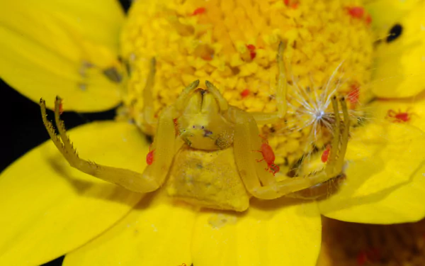 crab spider arachnid Animal spider HD Desktop Wallpaper | Background Image