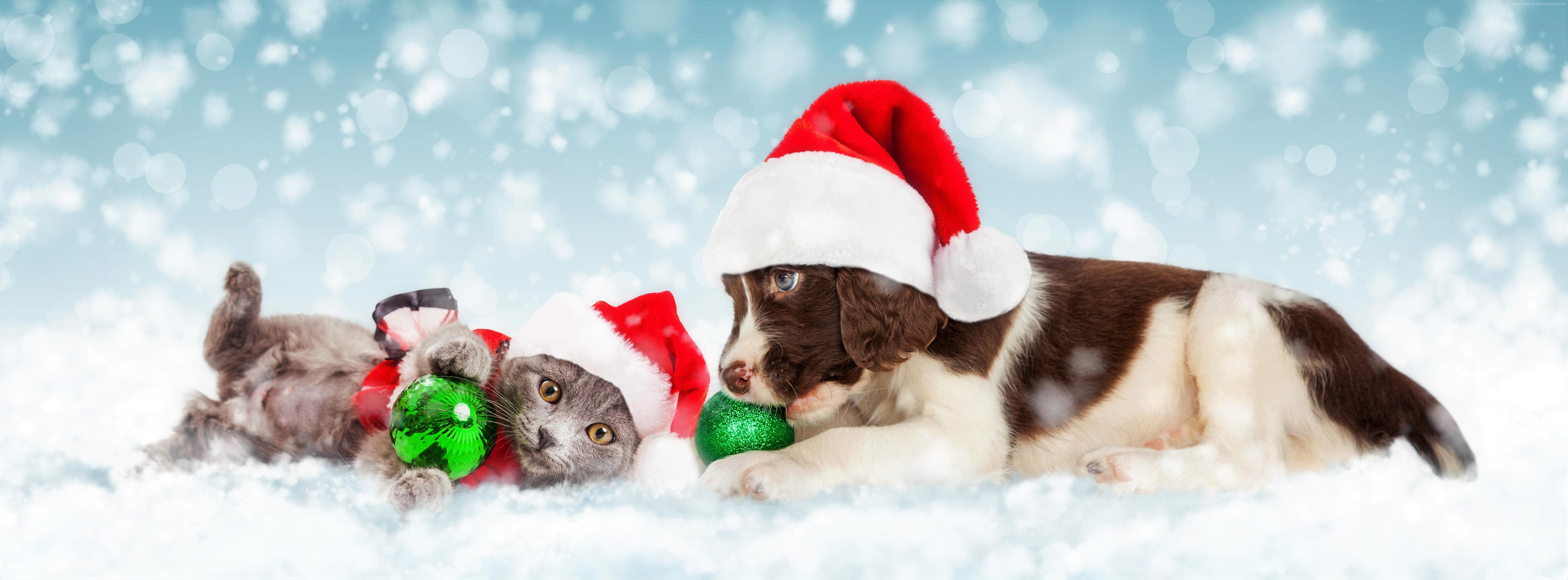 Christmas Puppies And Kittens Wallpaper