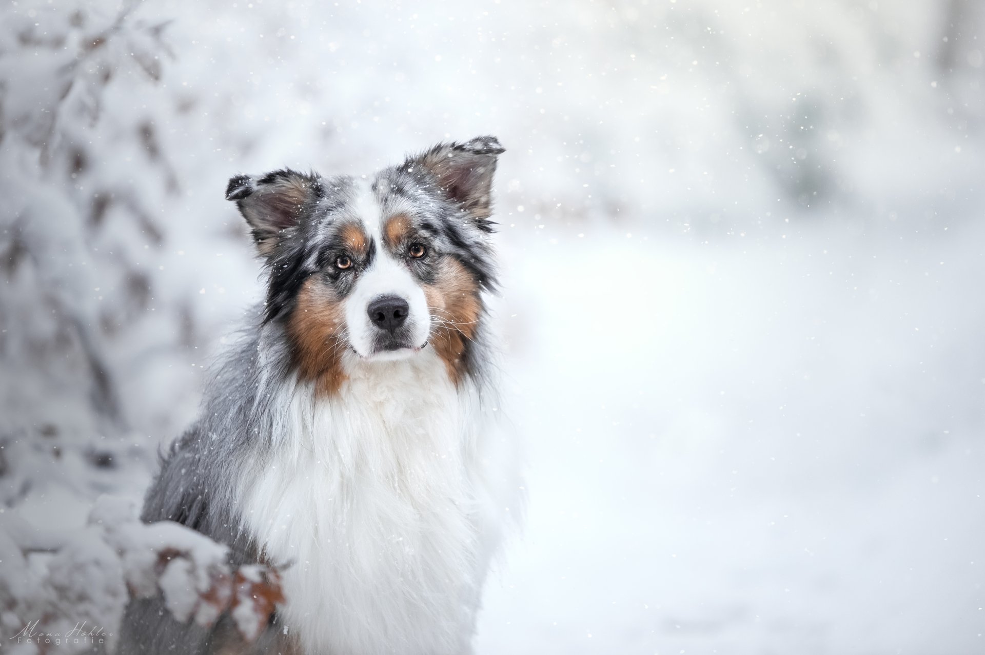 Download Stare Depth Of Field Winter Snowfall Snow Dog Animal ...