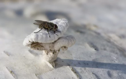  Cluster Fly (Pollenia rudis) on a fungus (Schizophyllum commune species) by Richard Bartz