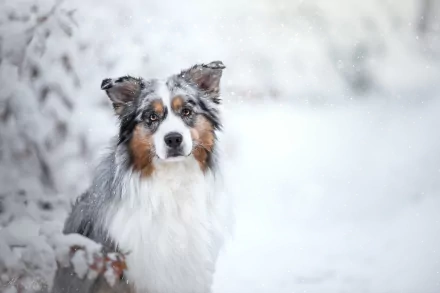 An Australian Shepherd dog stares through softly falling snow in a winter scene, captured with a shallow depth of field in 4K Ultra HD.