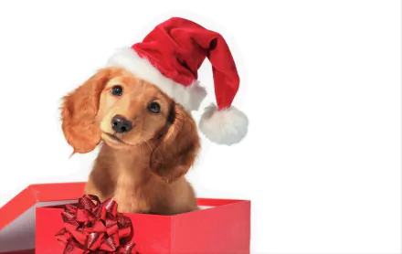 HD desktop wallpaper of a cute puppy wearing a Santa hat, peeking out of a red gift box, capturing the festive holiday and Christmas spirit.