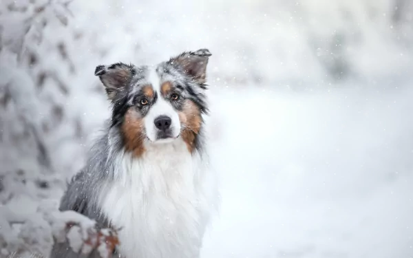 An Australian Shepherd dog stares through softly falling snow in a winter scene, captured with a shallow depth of field in 4K Ultra HD.