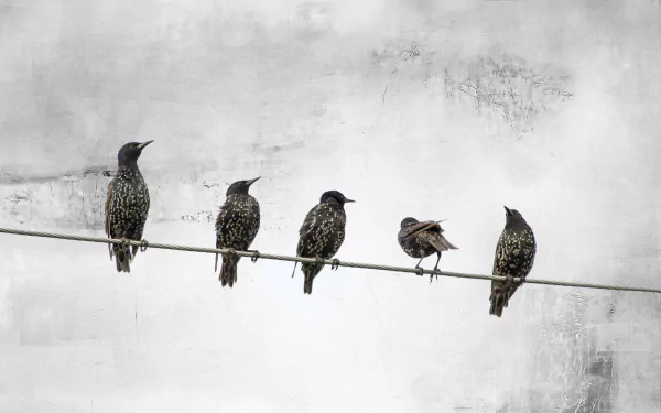 HD desktop wallpaper of five starlings perched on a wire against a muted gray background, highlighting the intricate patterns of these striking birds.