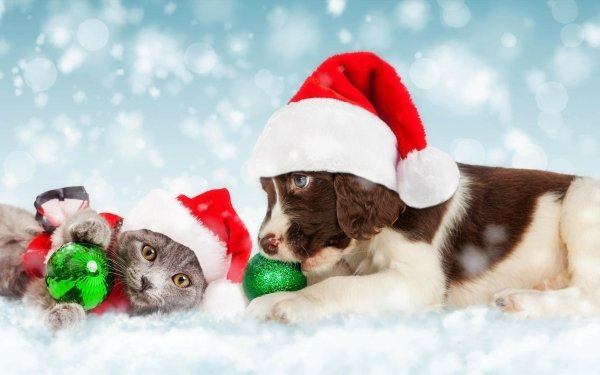 Cat &amp; Dog HD Wallpaper | Background Image | 3380x2133