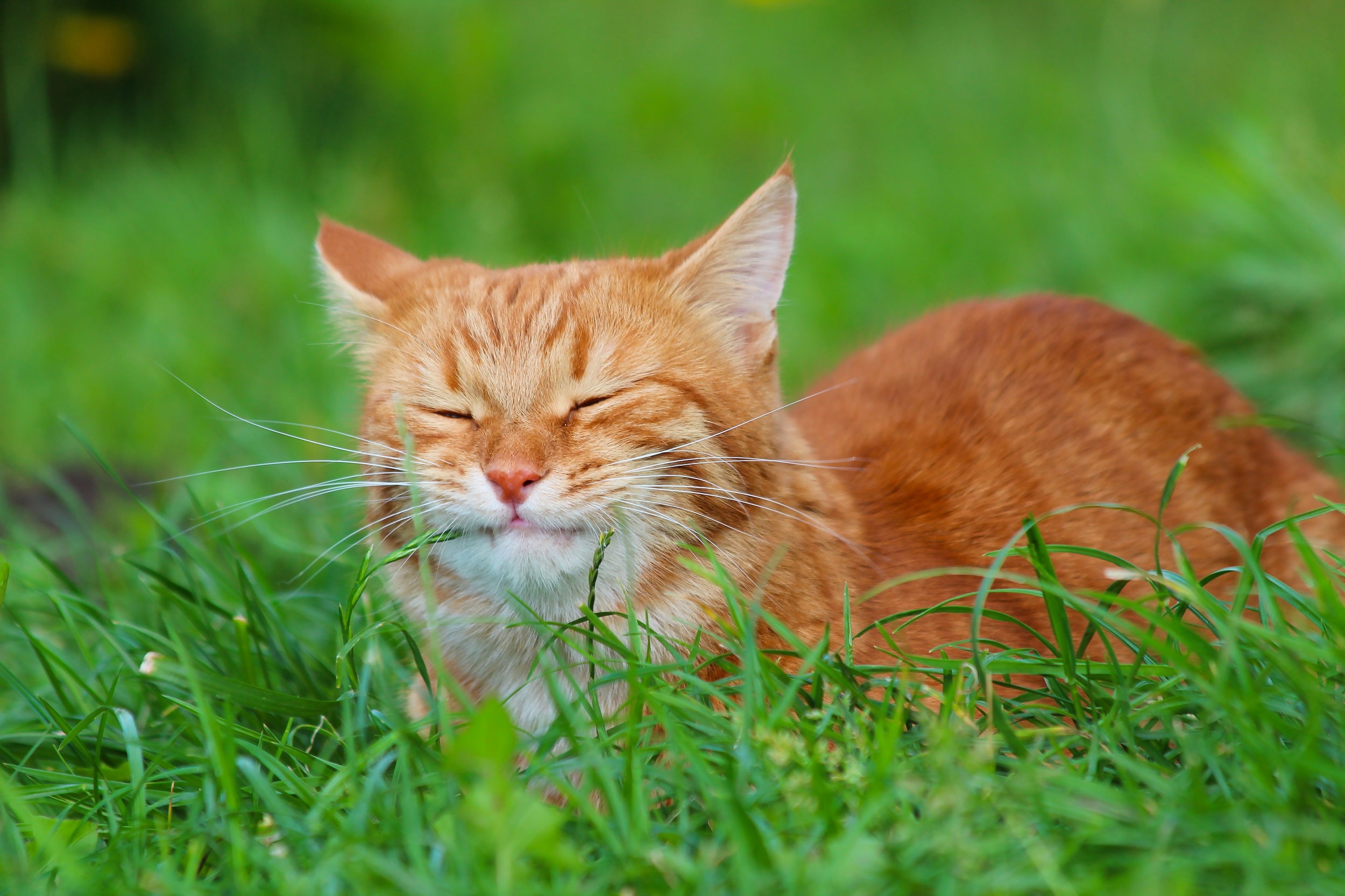 Download Sleeping Grass Animal Cat HD Wallpaper