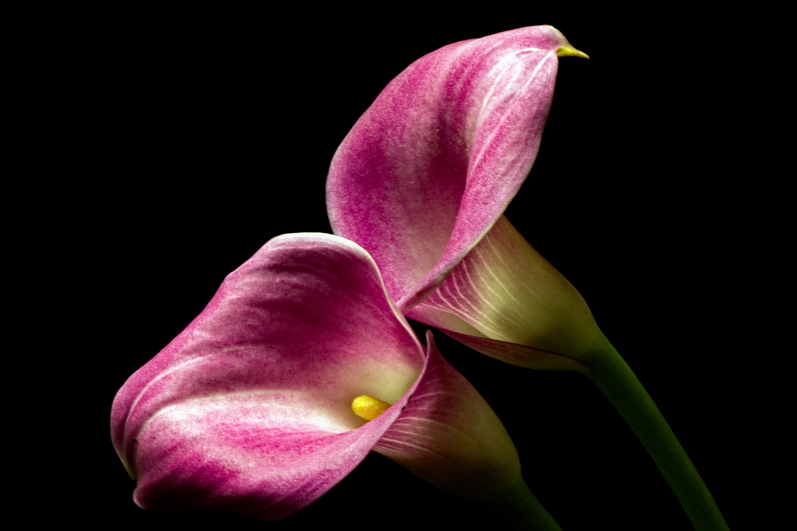 Purple Callas for all lovers of purple  lilies flowers callas  purple HD wallpaper  Peakpx