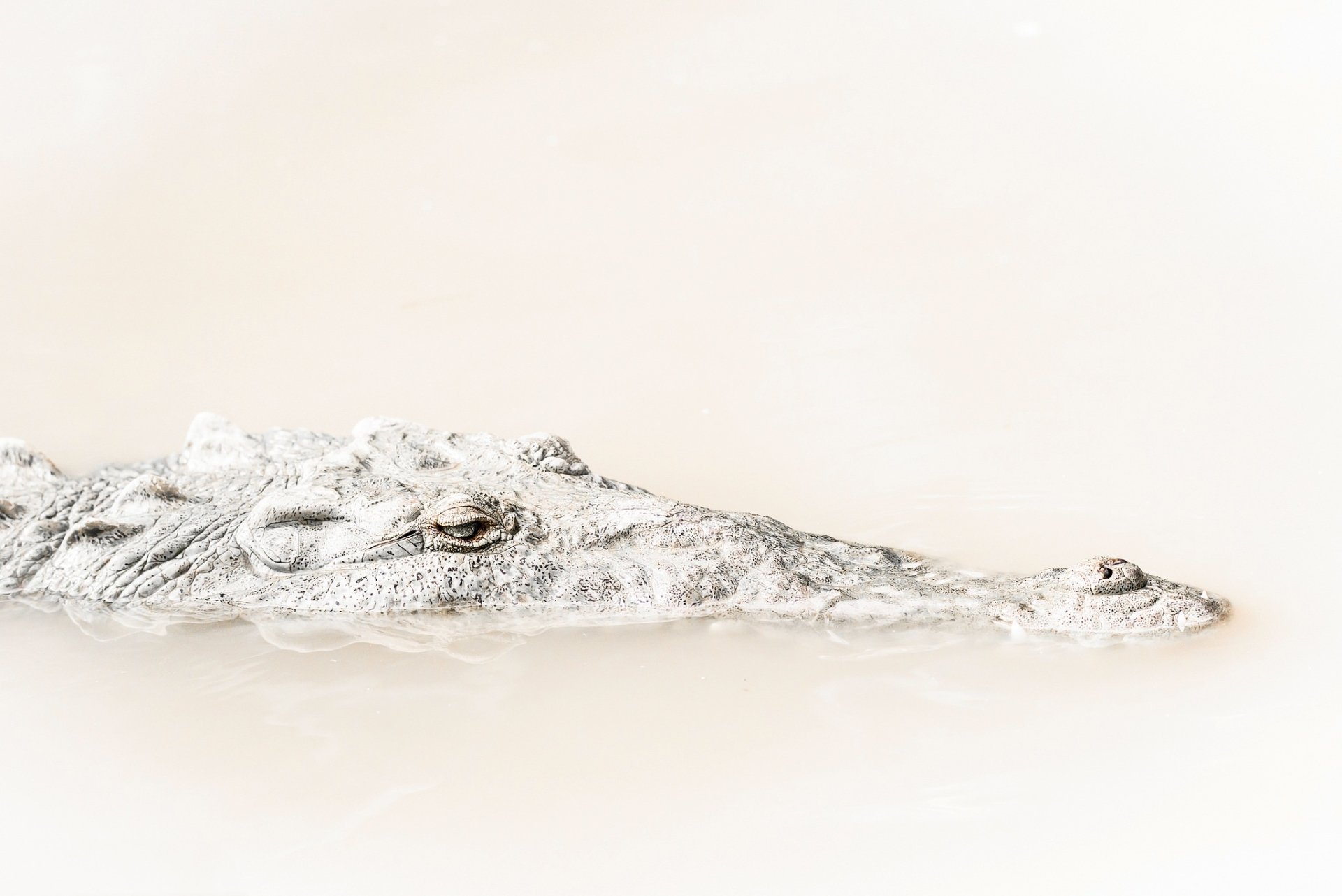 Download Animal Crocodile HD Wallpaper