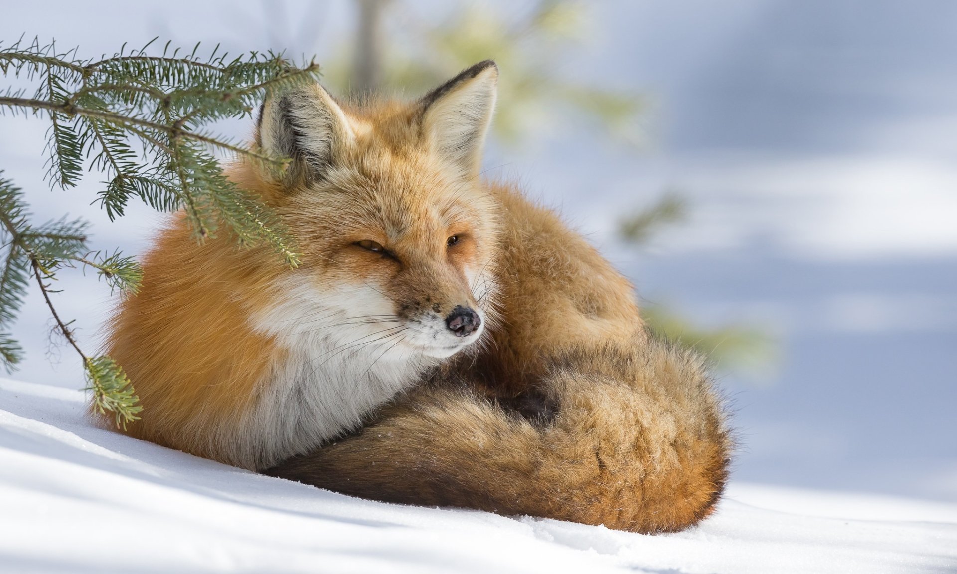 A resting fox curled up on snow in a winter landscape, captured in HD quality as a PC desktop wallpaper background.