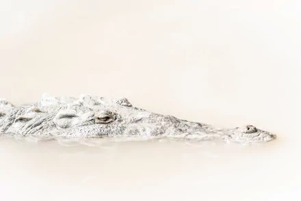 Animal crocodile HD Desktop Wallpaper | Background Image