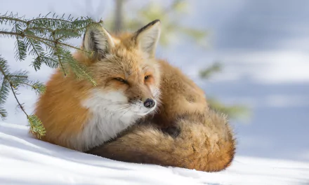 A resting fox curled up on snow in a winter landscape, captured in HD quality as a PC desktop wallpaper background.