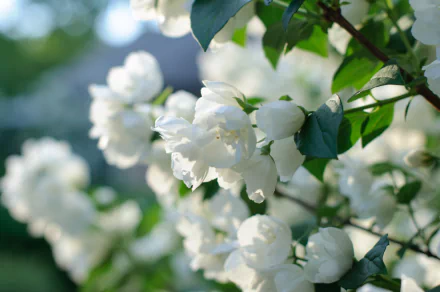 HD desktop wallpaper featuring a beautiful spring blossom with white flowers and green leaves, capturing the essence of nature.