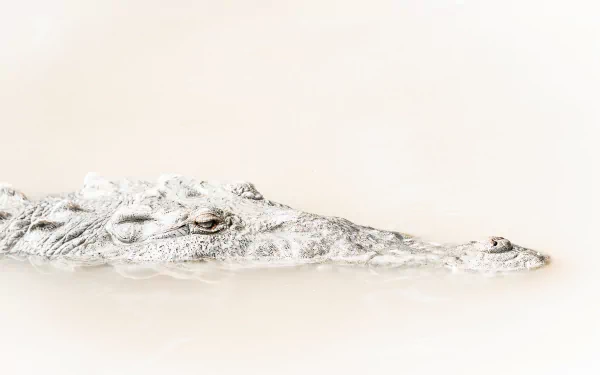 Animal crocodile HD Desktop Wallpaper | Background Image
