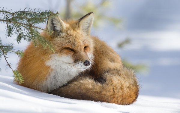 Animal Fox Resting Winter Snow HD Wallpaper | Background Image